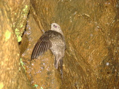 Cypseloides fumigatus