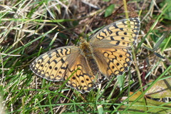 Argynnis niobe