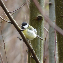 Parus major