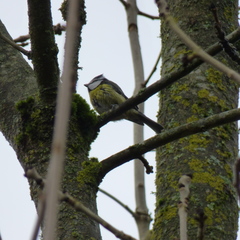 Cyanistes caeruleus