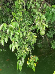 Strychnos panamensis