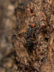 Pseudotephritis