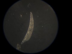 Laevidentalina communis