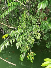 Strychnos panamensis