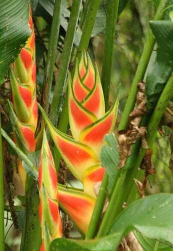 Heliconia wagneriana