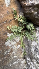 Asplenium bradleyi image