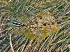 Chaetodermis penicilligerus