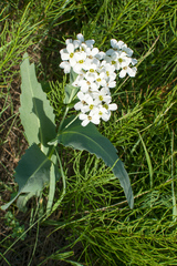 Armoracia sisymbrioides