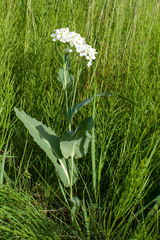 Armoracia sisymbrioides
