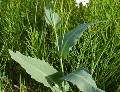 Armoracia sisymbrioides