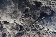 Nossy Be Snake-Eyed Skink photo 2