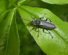 Cantharis tristis