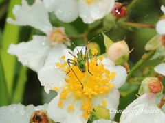 Phaneroptera nigroantennata