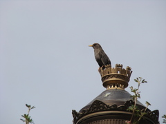 Turdus chiguanco