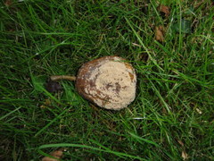 Monilinia fructigena
