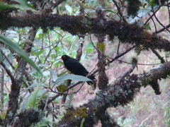 Turdus serranus