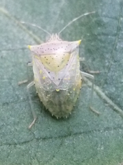 Arvelius albopunctatus