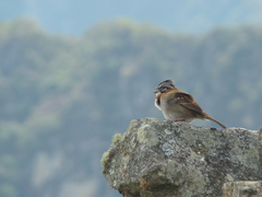 Zonotrichia capensis
