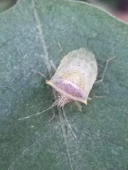 Arvelius albopunctatus