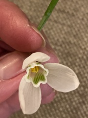 Galanthus elwesii