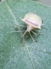 Arvelius albopunctatus