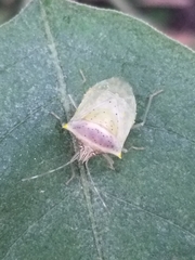 Arvelius albopunctatus