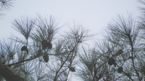 Pinus echinata × taeda