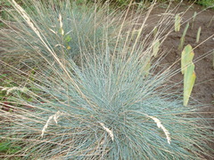 Festuca glauca