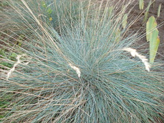 Festuca glauca