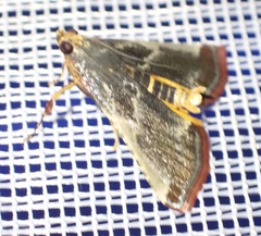 Pithyllis metachryseis