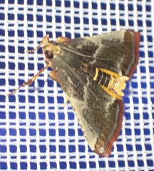 Pithyllis metachryseis