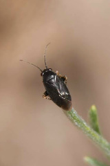 Chlamydatus pullus