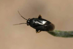 Chlamydatus pullus