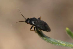 Chlamydatus pullus