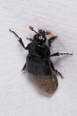 Nicrophorus nigrita