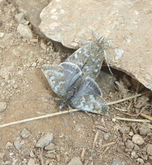 Metaxmeste phrygialis