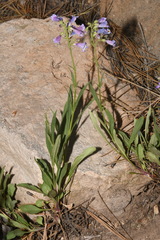 Penstemon oliganthus