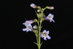 Penstemon oliganthus