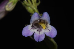 Penstemon oliganthus