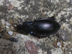 Carabus germarii