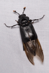 Nicrophorus nigrita