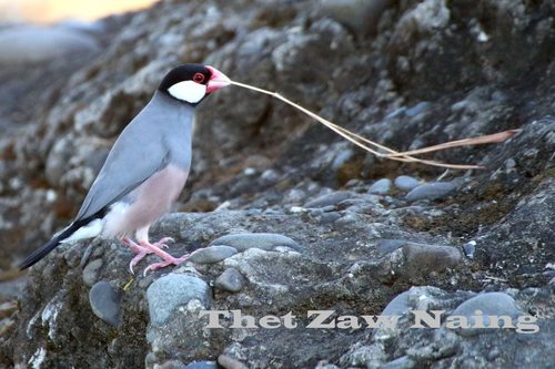 Java Sparrow