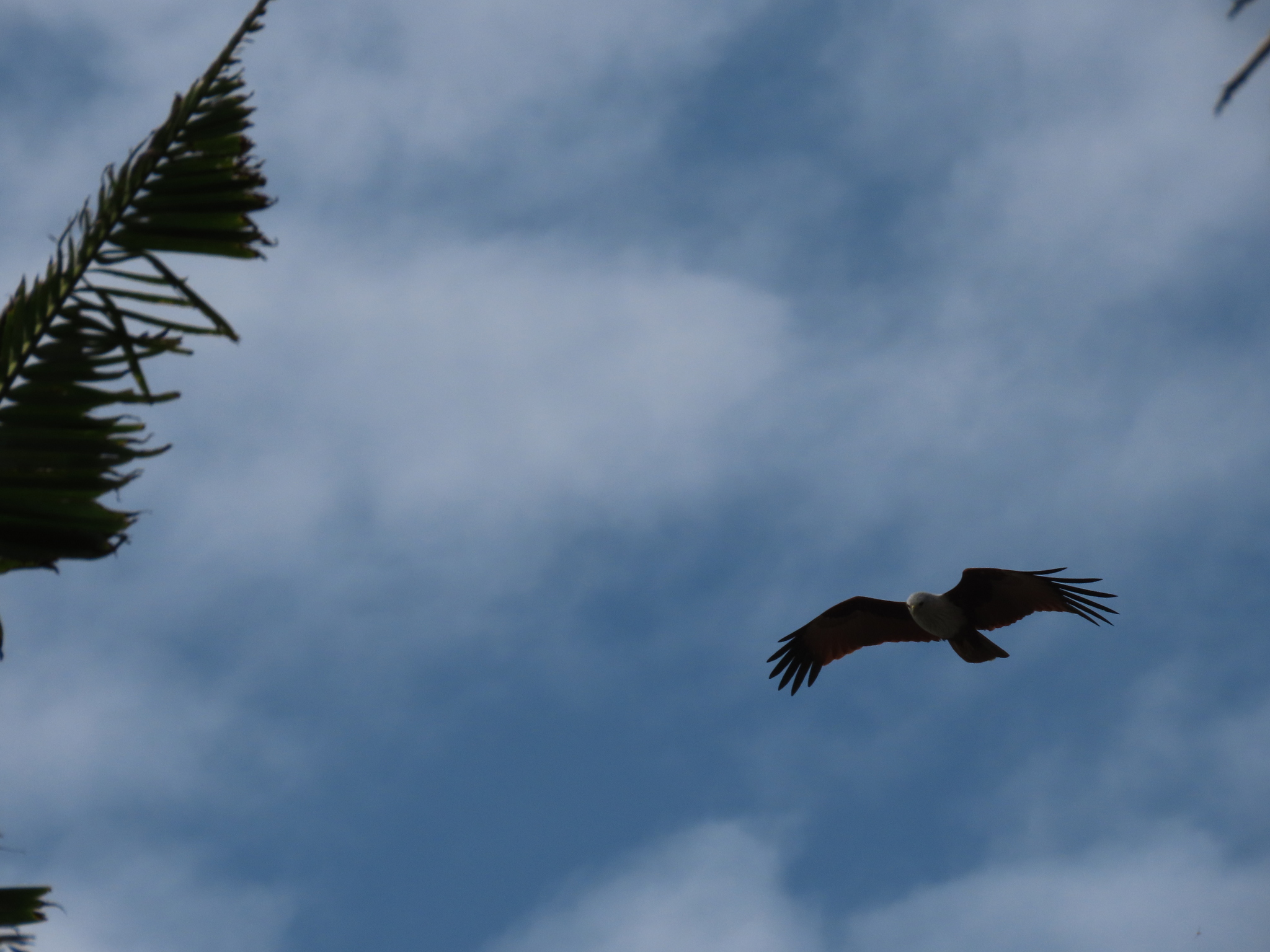 Brahminy Kite