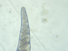 Laevidentalina communis