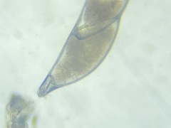 Laevidentalina communis