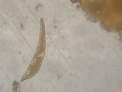 Laevidentalina communis