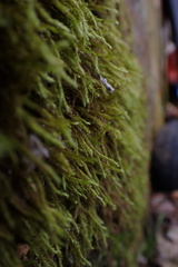 Brachythecium laetum