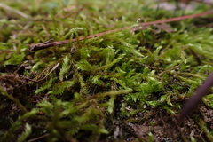 Brachythecium laetum