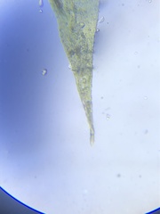 Brachythecium laetum