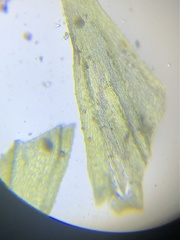 Brachythecium laetum